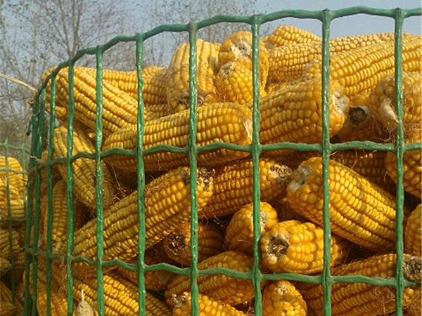 圈玉米荷蘭網